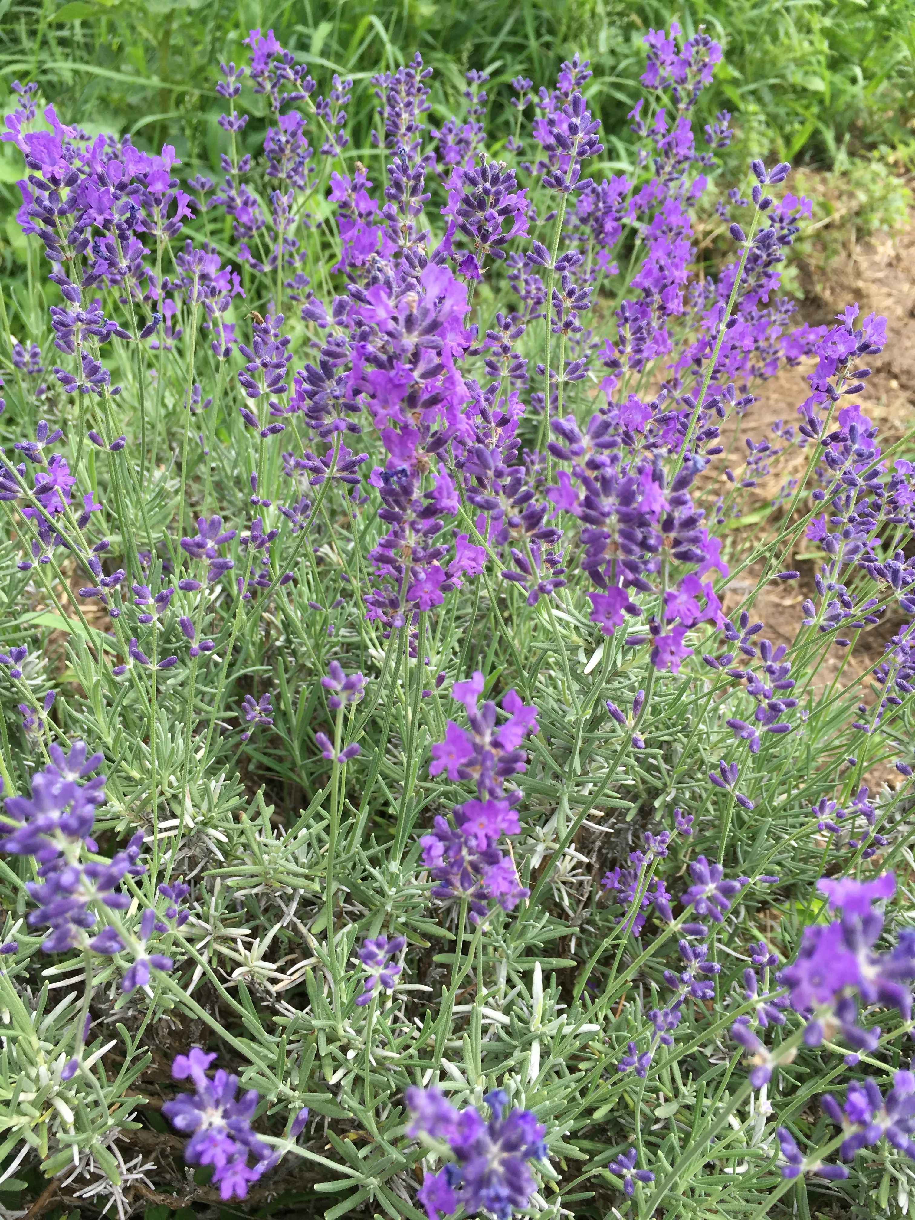 Lavender Hydrosol 4 oz by SkinCare Guardian - Hidrosol de lavanda - Refreshing Facial Toner 4 oz.