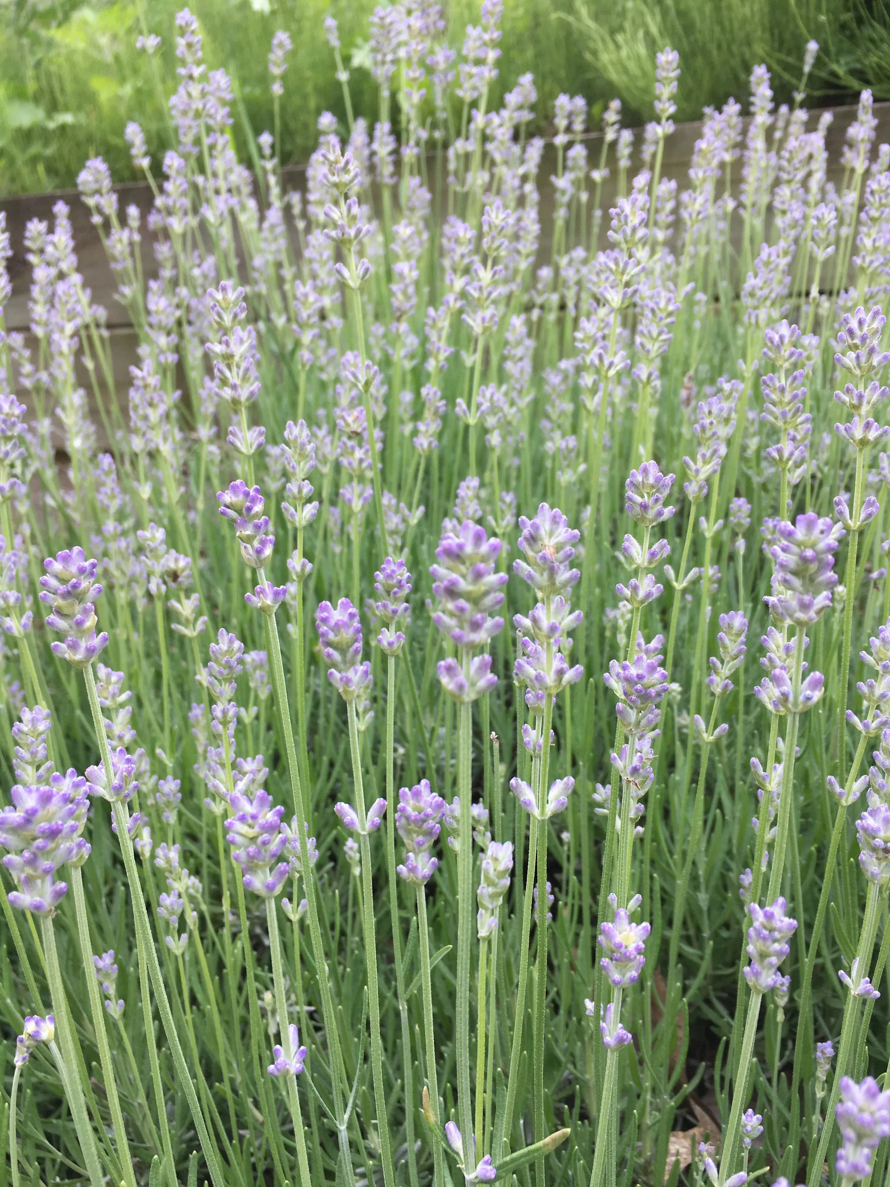Lavender Hydrosol 4 oz by SkinCare Guardian - Hidrosol de lavanda - Refreshing Facial Toner 4 oz.